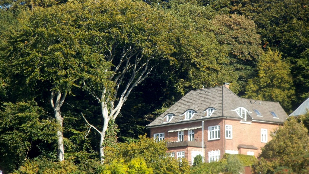 Elbgemse
